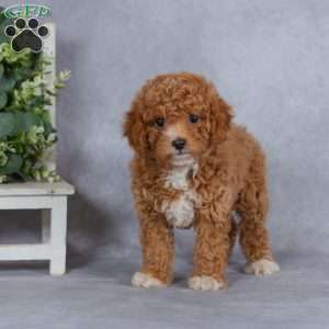 Autumn, Miniature Poodle Puppy